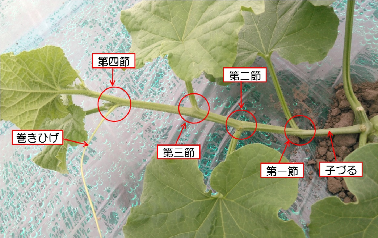 摜 1248x786 367234byte