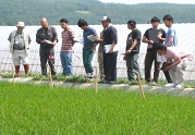6月17日 実地試験圃場視察 水稲品種比較試験(中富良野町)の写真
