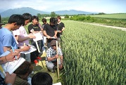 6月17日 実地試験圃場視察 秋まき小麦品種比較試験(富良野市)の写真