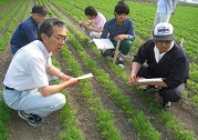6月17日 実地試験圃場視察 秋まき小麦品種比較試験(富良野市)の写真