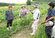6月25日 ぶどう栽培講習(富良野市ぶどう果樹研究所)の写真